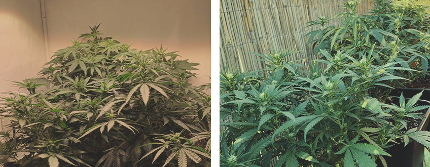 Power Flower Power Flower