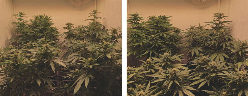 Power Flower Power Flower