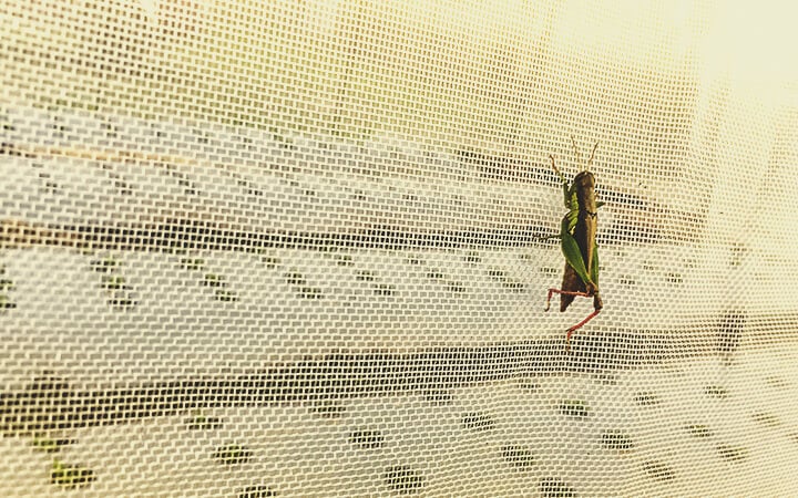 Insectengaas Insectengaas
