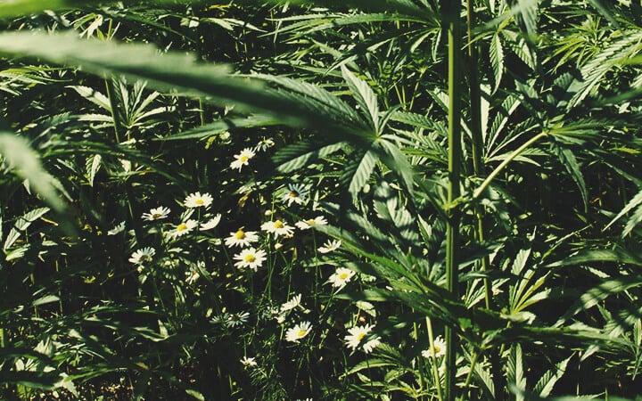 Combinatieplanten Combinatieplanten