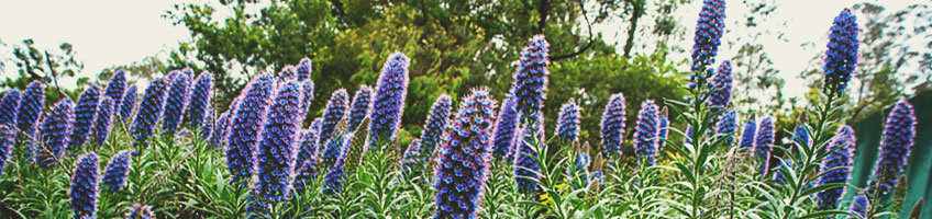 Slangenkruid (Echium fastuosum) Slangenkruid (Echium fastuosum)