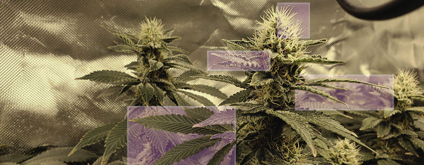 Waardoor Kleurt Cannabis Paars? Waardoor Kleurt Cannabis Paars?
