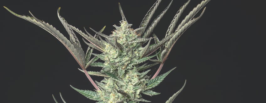 Purple Punch Automatic