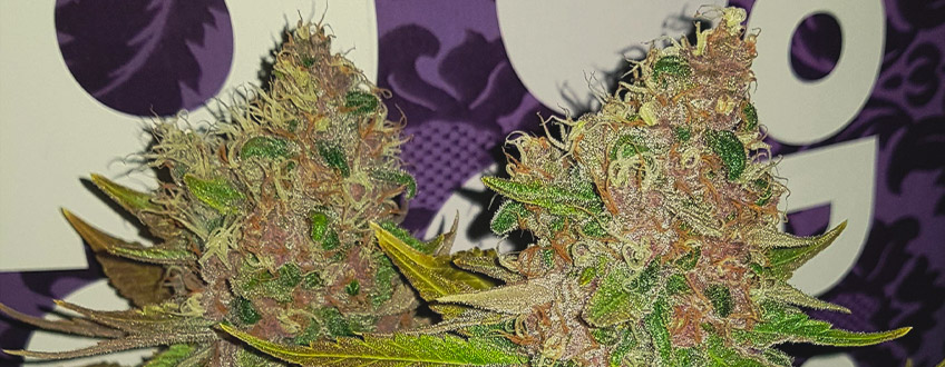 Purple Queen Purple Queen