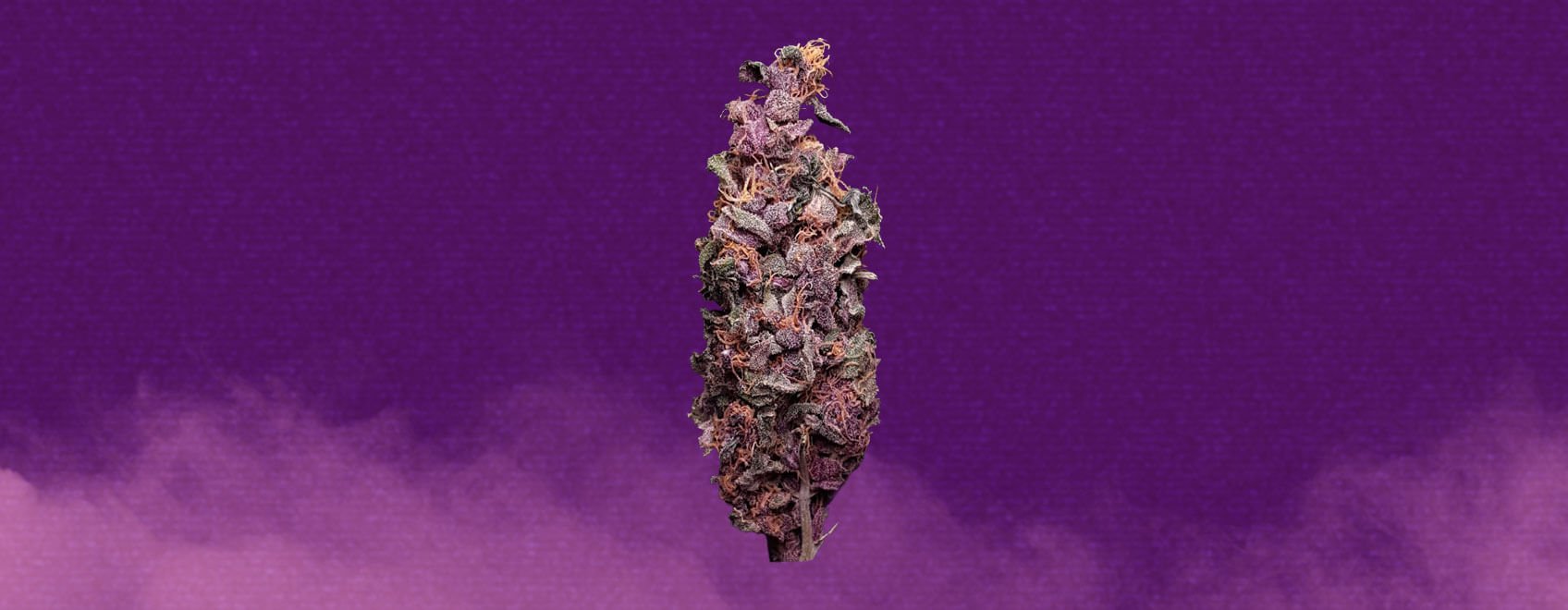 Purple Kush Cannabis Strain