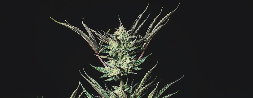 Purple Punch Automatic