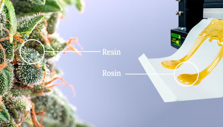 Cannabis resin vs rosin