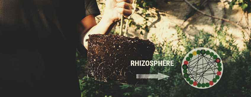 HET BELANG VAN DE RHIZOSFEER HET BELANG VAN DE RHIZOSFEER