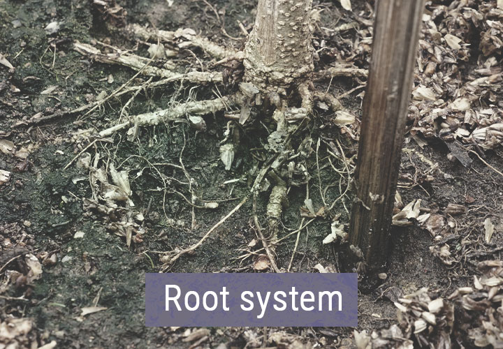 Hoe Beïnvloedt Koud Weer Je Wietplanten? Hoe Beïnvloedt Koud Weer Je Wietplanten?