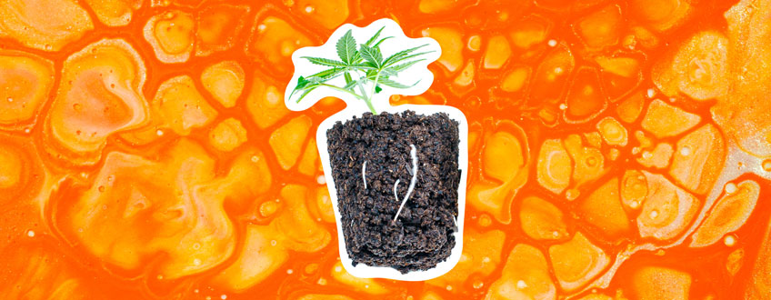 Rooting Hormone Rooting Hormone