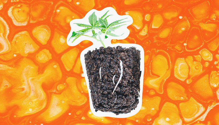 Rooting Hormone Rooting Hormone