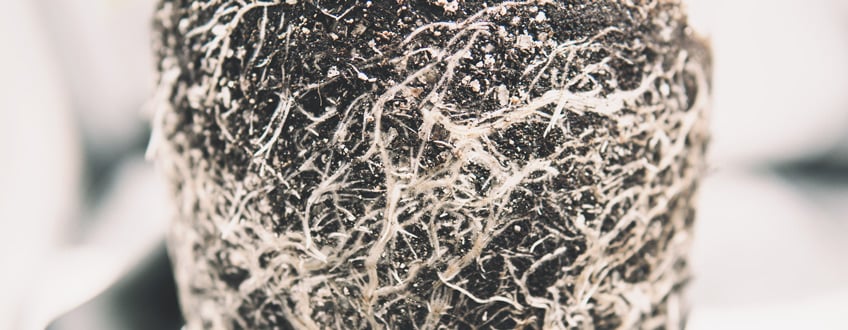 Root Health Root Health