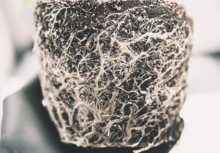 Root Health Root Helath