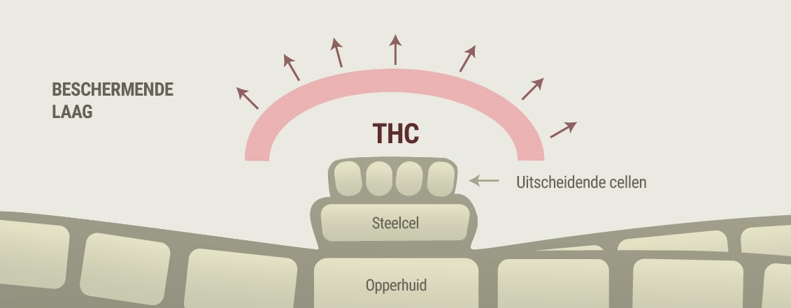 Wiet en de symptomen van rosacea Wiet en de symptomen van rosacea