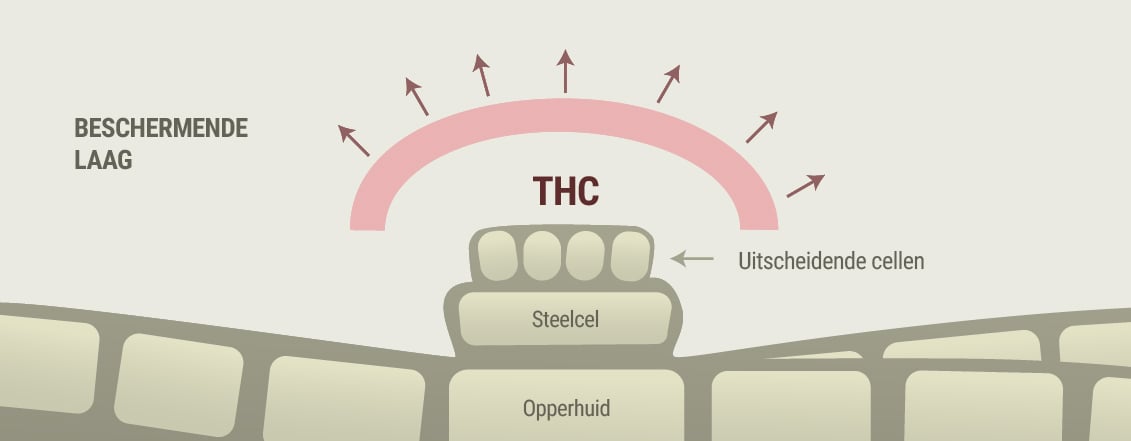 Wiet en de symptomen van rosacea