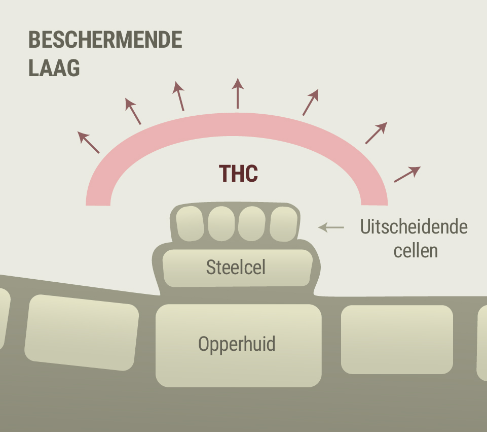 Wiet en de symptomen van rosacea Wiet en de symptomen van rosacea