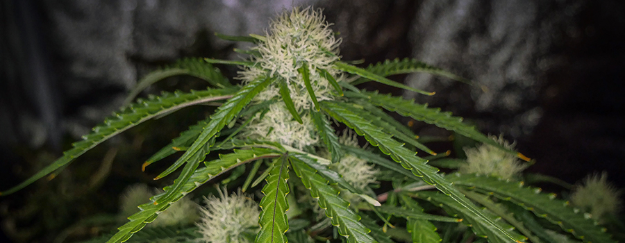 Royal Gorilla Auto Royal Gorilla Auto