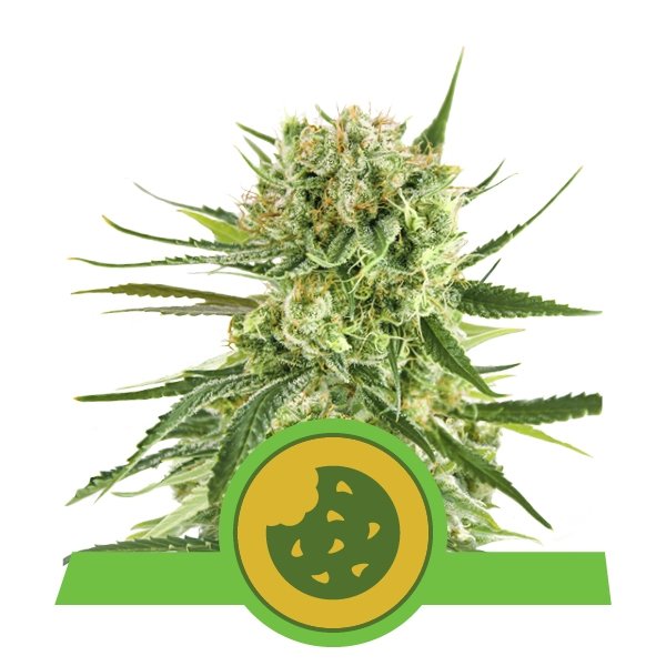 Royal Cookies Automatic Royal Cookies Automatic