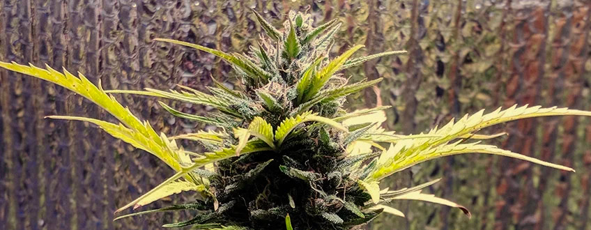 Royal Gorilla Auto
