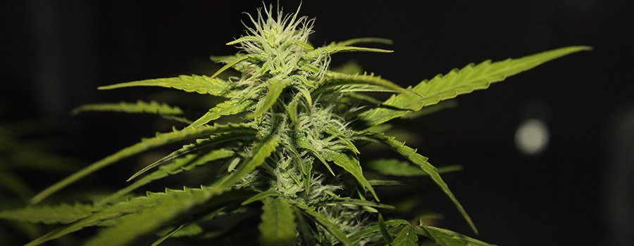 Royal Gorilla Auto Royal Gorilla Auto