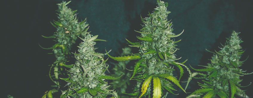Royal Gorilla Auto Royal Gorilla Auto