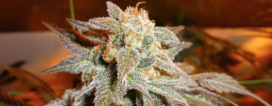 Royal Moby Cannabis Warmere Klimaten Royal Moby Cannabis Warmere Klimaten