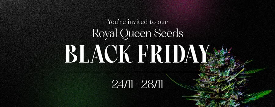 Royal Queen Seeds Black Friday 2022