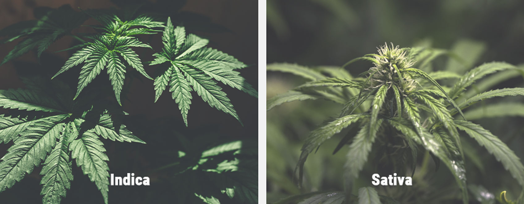 Reactie van Sativa Cultivars op de Fotoperiode Reactie van Sativa Cultivars op de Fotoperiode
