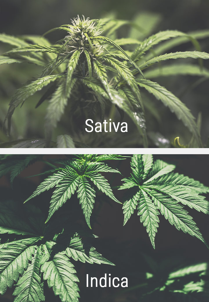 Reactie van Sativa Cultivars op de Fotoperiode