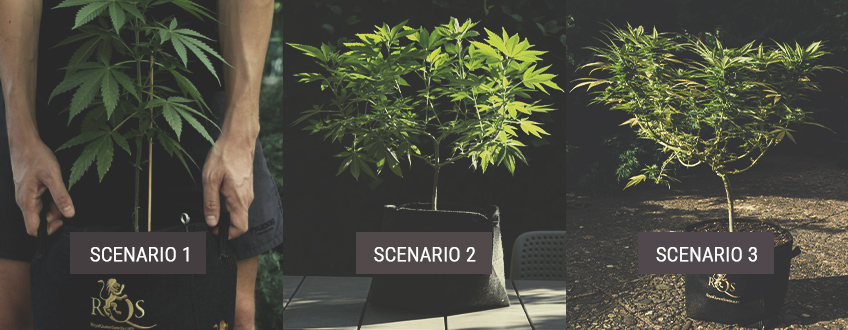 How to Move Your Indoor Cannabis Plants Outdoors How to Move Your Indoor Cannabis Plants Outdoors