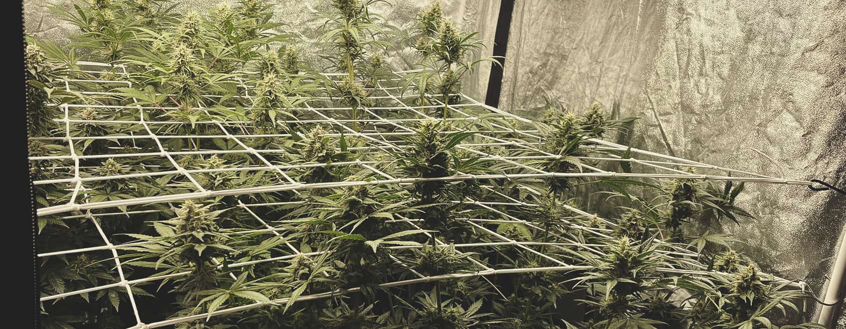 Fouten bij scrogging Fouten bij scrogging