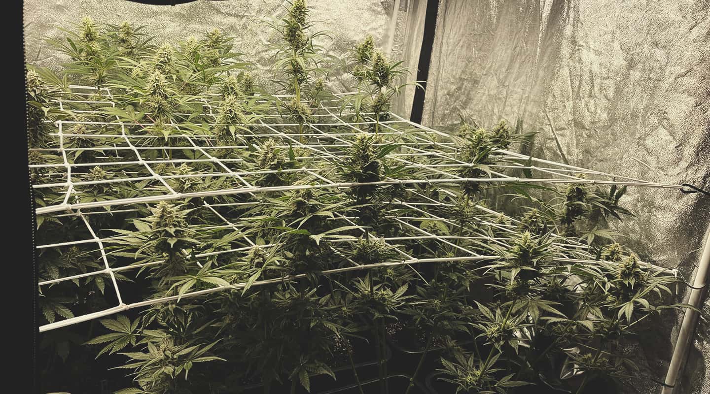 Fouten bij scrogging Fouten bij scrogging