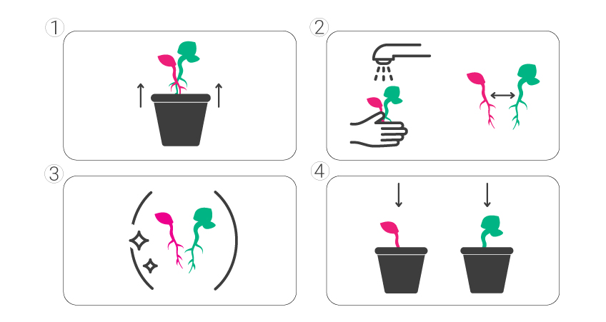 How to separate twin seedlings How to separate twin seedlings