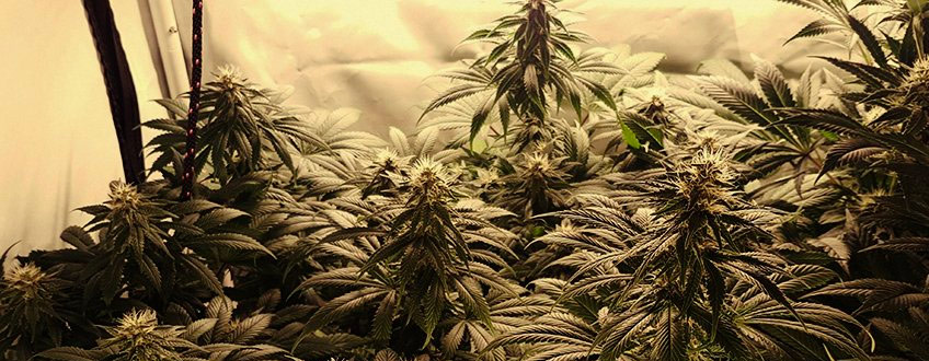 Shining Silver Haze