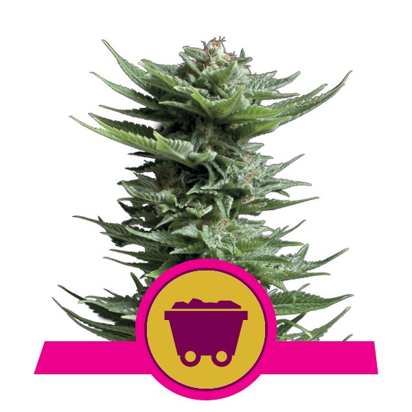 Shining Silver Haze Feminized