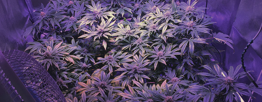 Shining Silver Haze Shining Silver Haze