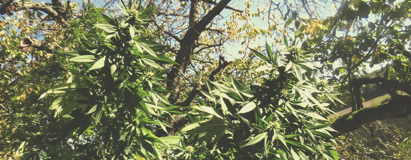 Shining Silver Haze Shining Silver Haze
