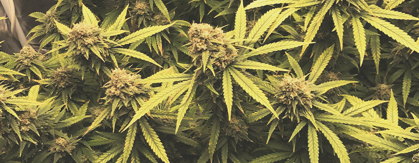 Skunk XL Skunk XL