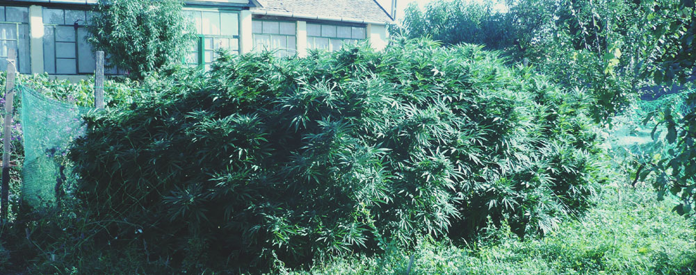 Top 10 High-Yielding Outdoor Cannabis Strains