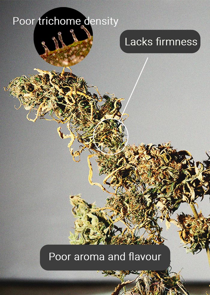 Wat is 'reggie weed' en kun je het roken? Wat is 'reggie weed' en kun je het roken?