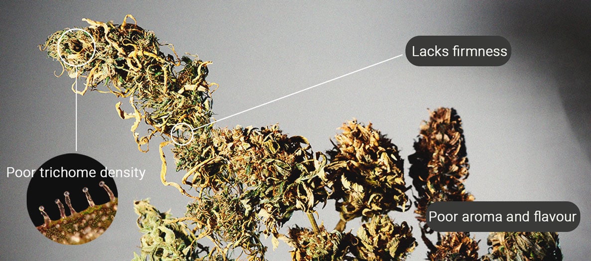 Wat is 'reggie weed' en kun je het roken? Wat is 'reggie weed' en kun je het roken?