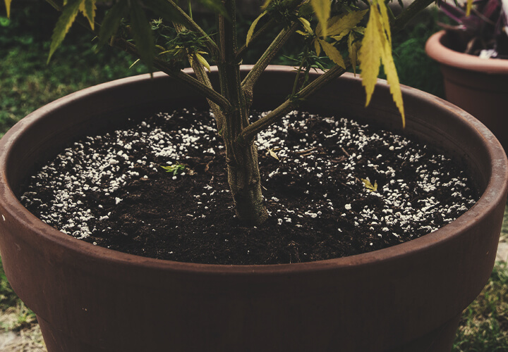 Hergebruik Van Oude Grond Voor Cannabisteelt Hergebruik Van Oude Grond Voor Cannabisteelt