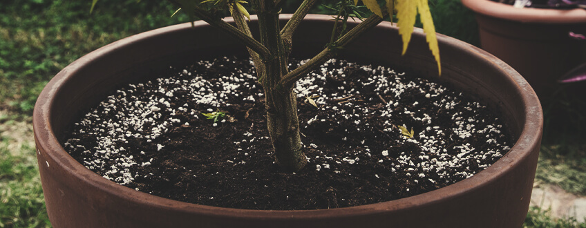 Hergebruik Van Oude Grond Voor Cannabisteelt Hergebruik Van Oude Grond Voor Cannabisteelt