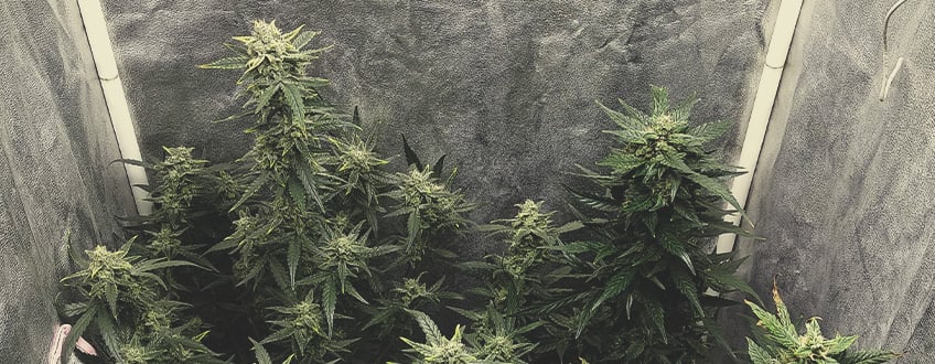 Solomatic CBD Kweken: Snelheid en Productiviteit