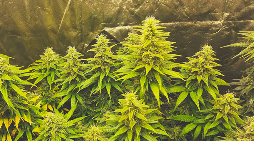 Sour Diesel Sour Diesel