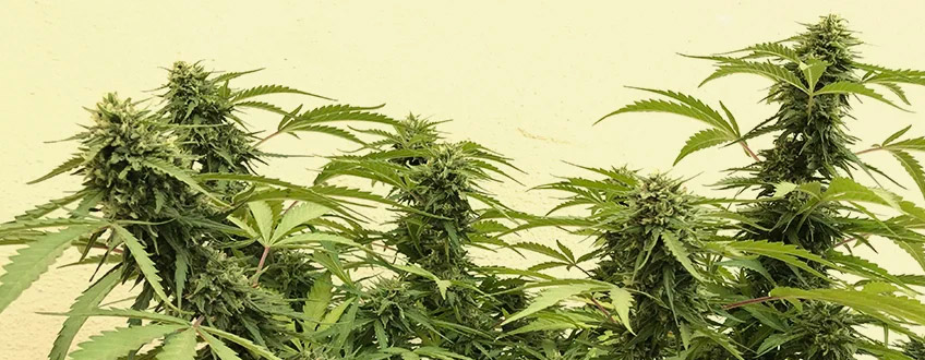 Sour Diesel Sour Diesel