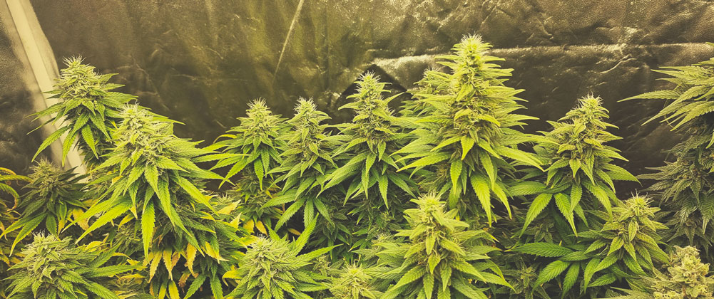 Sour Diesel Sour Diesel