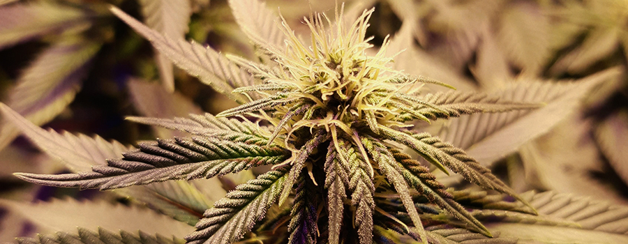 Sour Diesel Sour Diesel