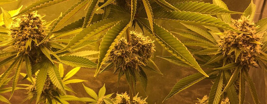Sour Diesel
