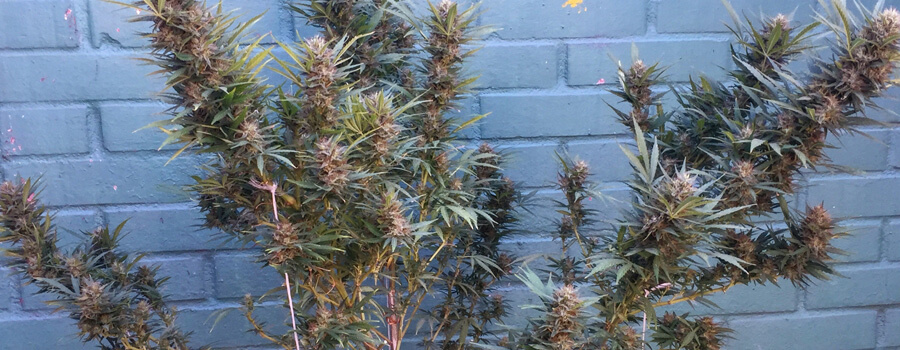 Special Kush Cannabis Warmere Klimaten Special Kush Cannabis Warmere Klimaten